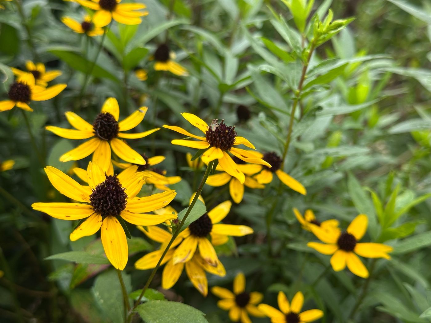 A pollinator garden in full bloom.