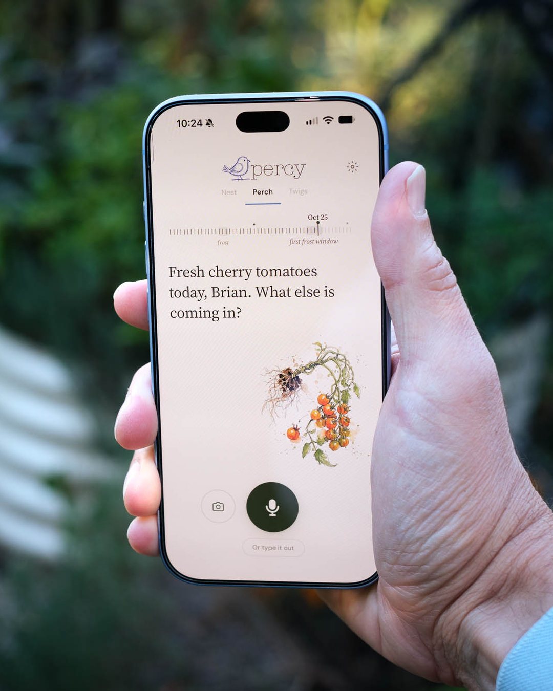 Percy open on a phone held in the garden: the Perch on October 25 says 'Fresh cherry tomatoes today, Brian. What else is coming in?' beside an illustration of a cherry tomato vine, with the garden soft behind.
