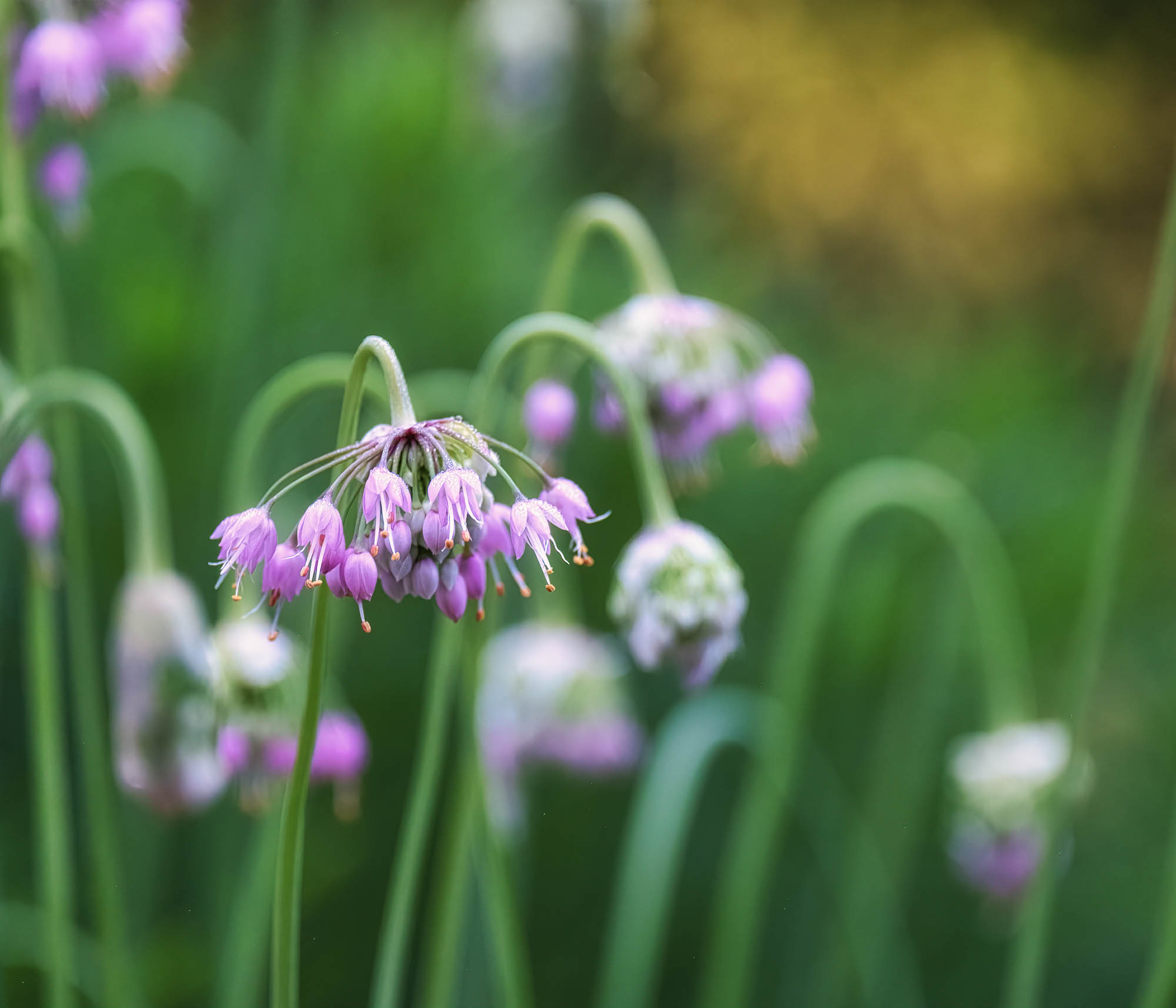 Soft purple blooms nodding over tall grass in evening light.