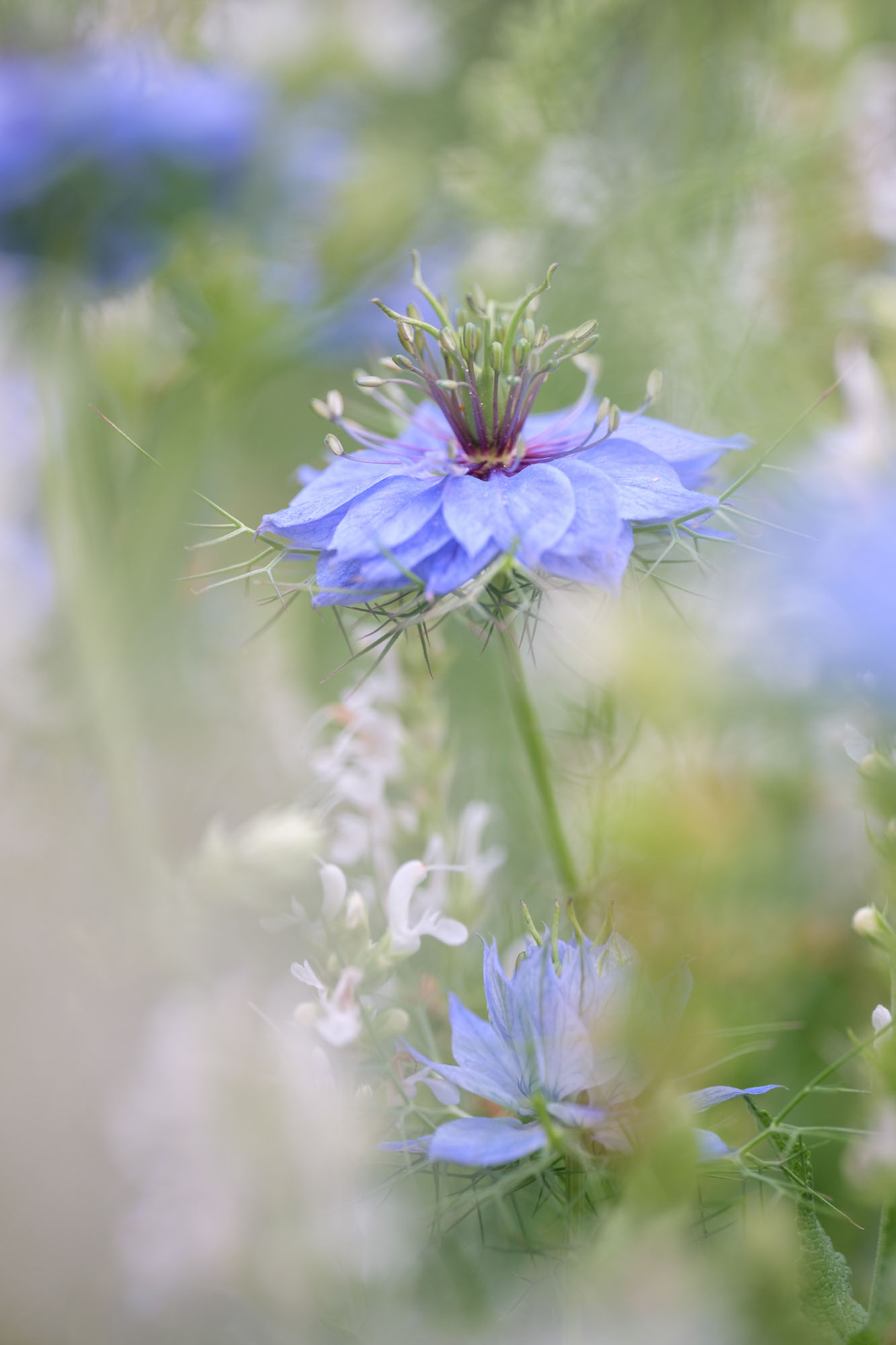 Blue nigella flowers in the garden