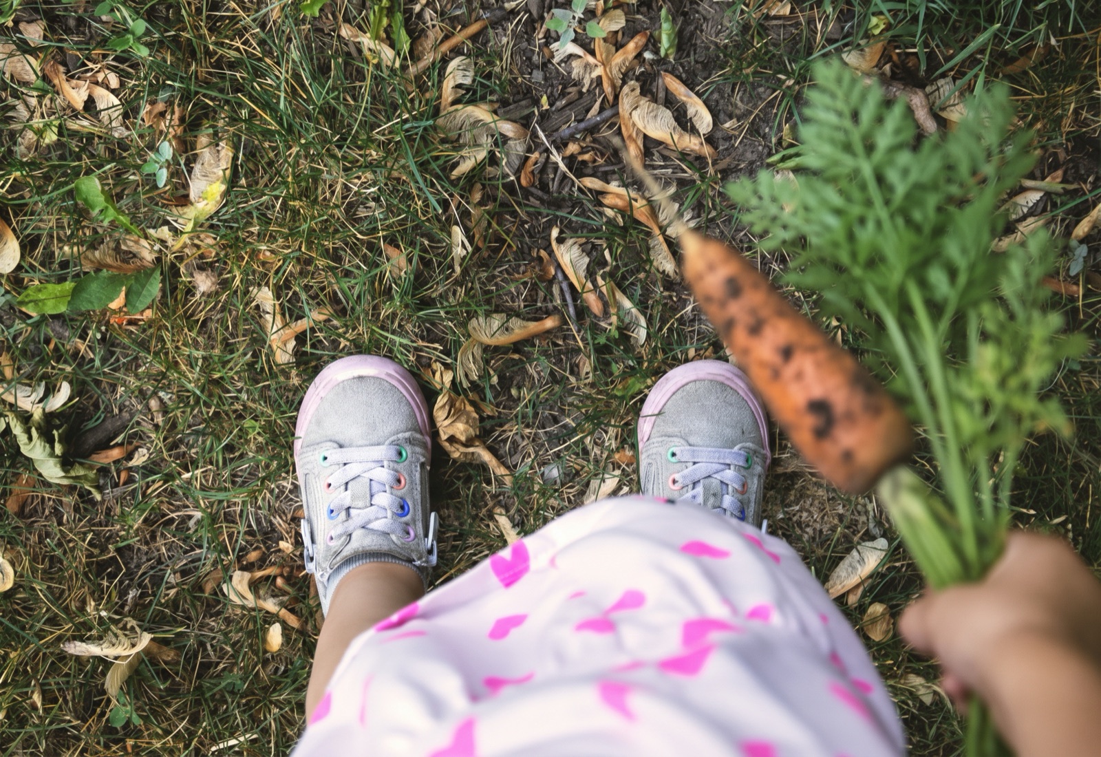 Looking straight down at a child's gray sneakers with pink toes standing in grass and fallen winged seeds, a pink heart-print dress in the foreground and a small hand holding up a freshly pulled, dirt-speckled carrot with its green top